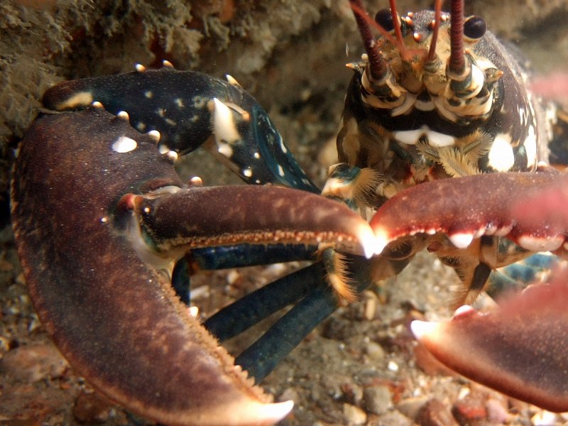 Second wave of marine protection welcomed by the Sussex Wildlife Trust